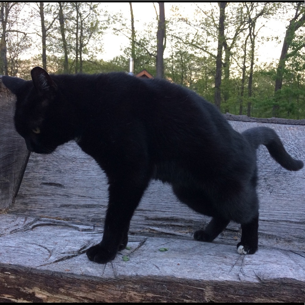 Meet your Posher, Meghan